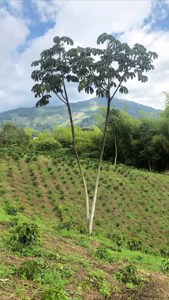 Op koffiereis in Colombia