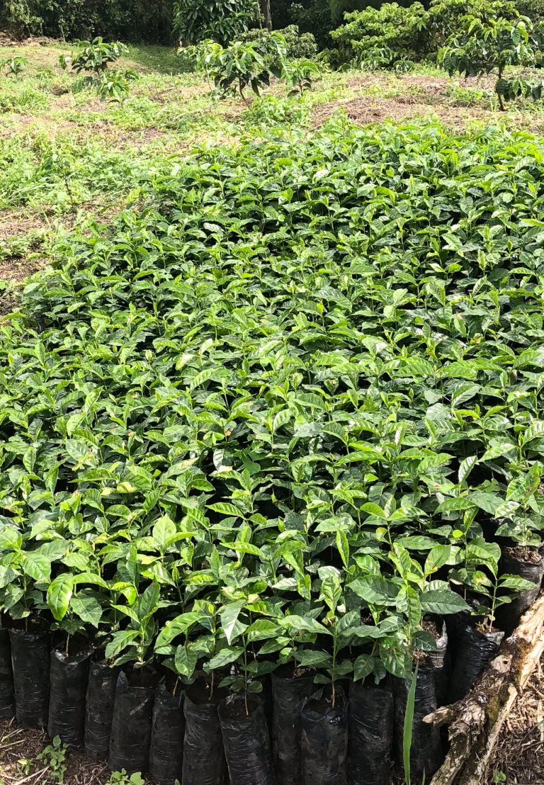 kleine koffieplantjes