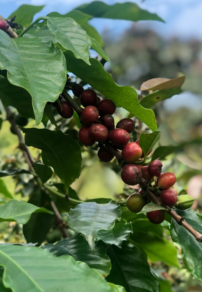 koffiebessen aan een koffieplant