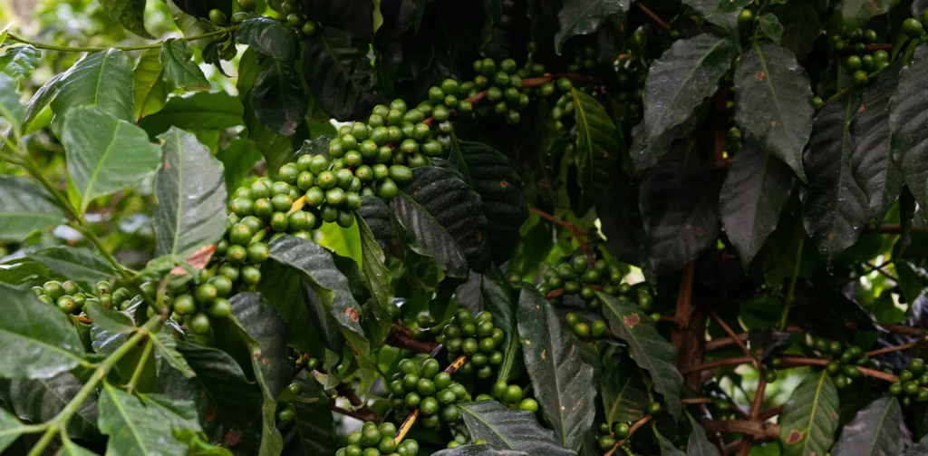 canephora