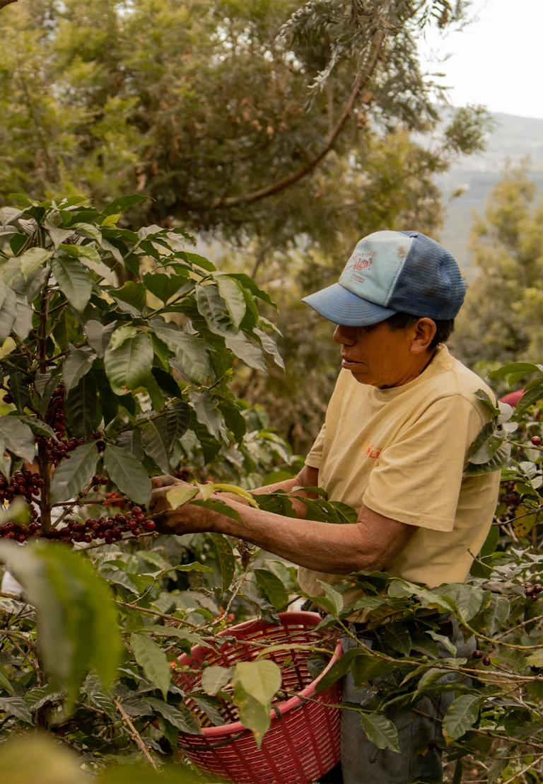 Certificeringen in de koffiewereld: wat betekenen ze?