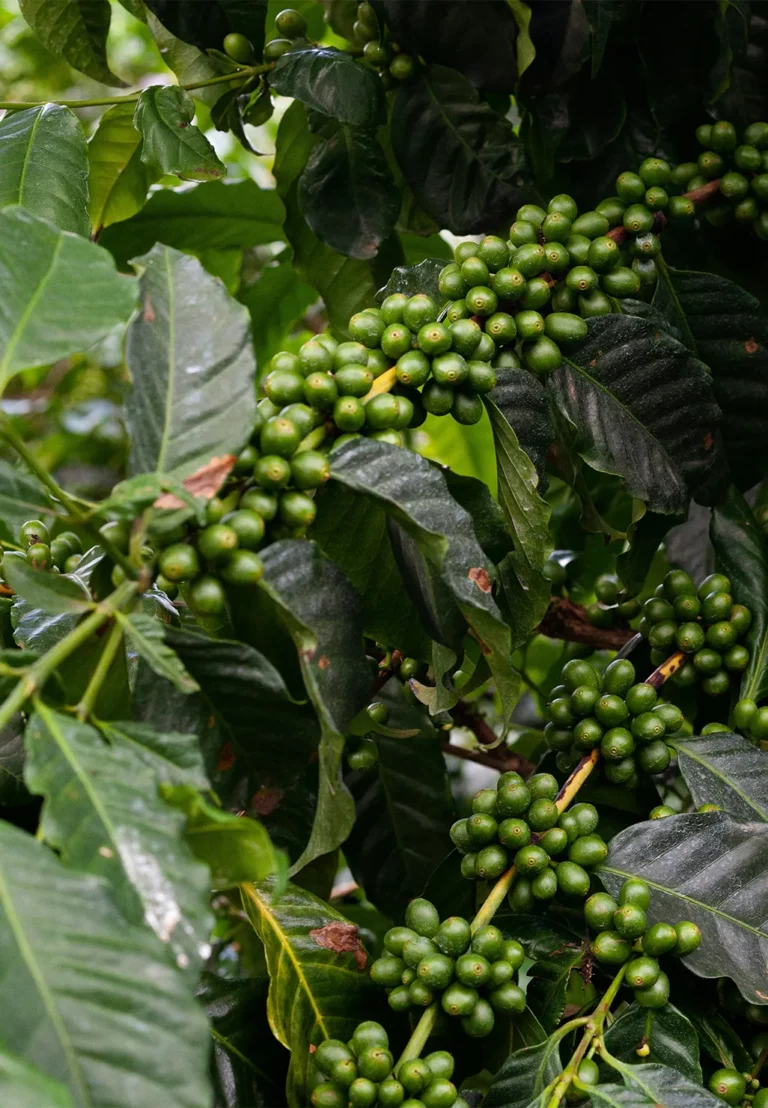 canephora