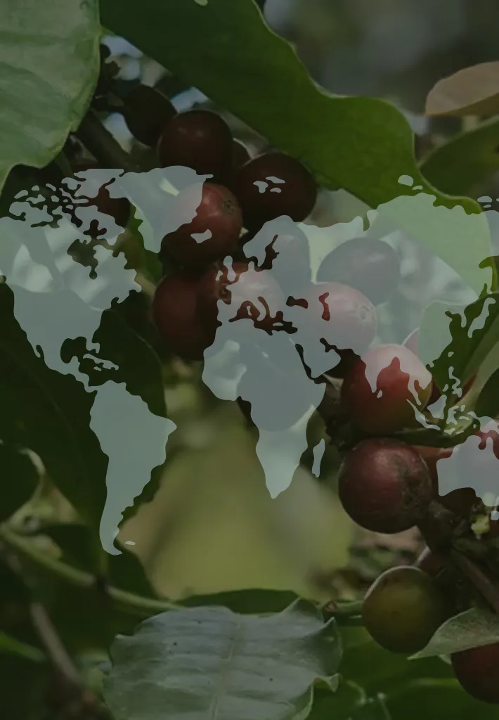 De koffiegordel verschuift