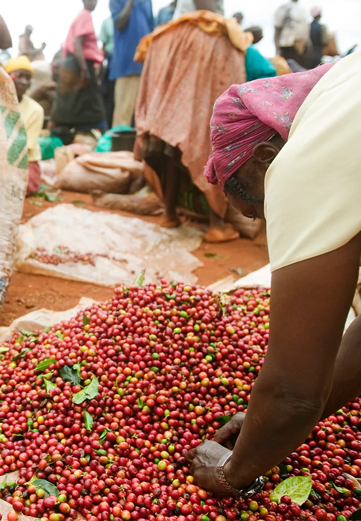 koffie uit kenia