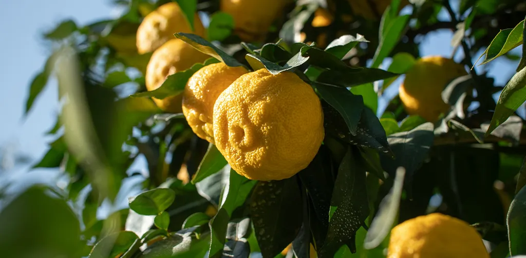 yuzu